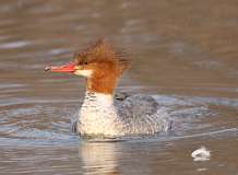 6: female-common-merganser-7D2_2048