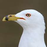 1: Ring-billed gull-7D2_1245