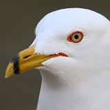 2: Ring-billed gull-7D2_1260