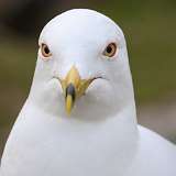 3: Ring-billed gull-7D2_1448