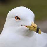 4: Ring-billed gull-7D2_1451