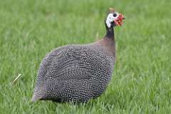 1: Domestic guineafowl-7D2_2848