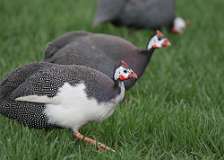 3: Domestic guineafowl-7D2_2883