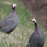 4: Domestic guineafowl-7D2_2919