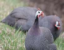 5: Domestic guineafowl-7D2_2941