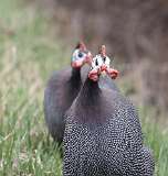 6: Domestic guineafowl-7D2_2948