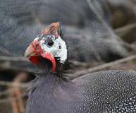 7: Domestic guineafowl-7D2_2967