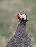 8: Domestic guineafowl-7D2_3026