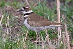 1: killdeer-1-7D2_2906