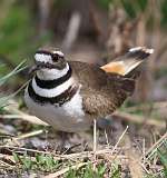 2: killdeer-1-7D2_3038