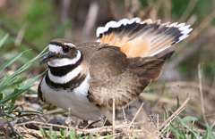 3: killdeer-1-7D2_3052