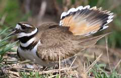 4: killdeer-1-7D2_3089