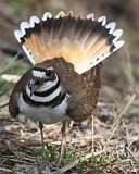 5: killdeer-1-7D2_3134