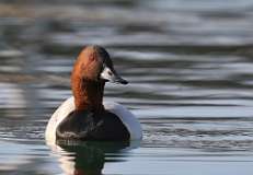 1: Canvasback-7D2_3728