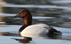 2: Canvasback-7D2_3740