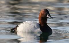 3: Canvasback-7D2_3848