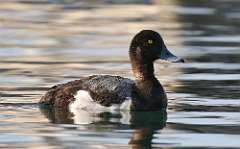 4: scaup-7D2_3929