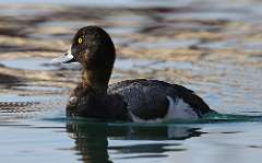 5: scaup-7D2_3941