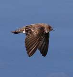 2: northern-rough-winged-swallow-in-flight--7D2_6551