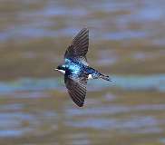 1: tree-swallow-in-flight-7D2_6263