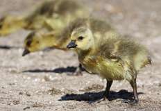 4: baby-canada-goose-7D2_7293