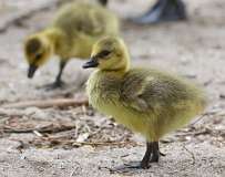 5: baby-canada-goose-7D2_7562