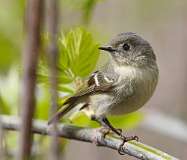 7: kinglet-7D2_7499