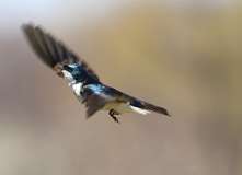 2: tree-swallow-7D2_6837