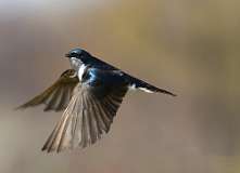 3: tree-swallow-7D2_6838