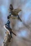 1: tree-swallow-7D2_6902