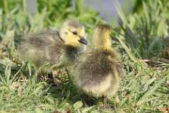 13: baby-gooses-7D2_8043