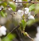 8: kinglet-7D2_7737