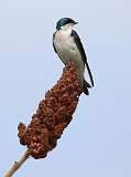 2: tree-swallow-7D2_7704