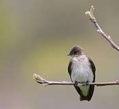 4: Northern rough-winged swallow-7D2_9078