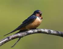 5: barn-swallow-7D2_9240