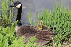 8: canada-goose-7D2_9526