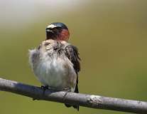 6: cliff-swallow-7D2_9424