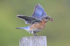 1: eastern-bluebird-7D2_9572