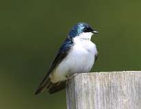 7: tree-swallow-7D2_9652