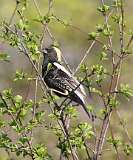 8: bobolink-7D2_1764