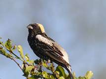 5: bobolink-7D2_1825