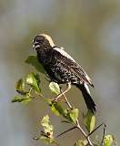 11: bobolink-7D2_1857