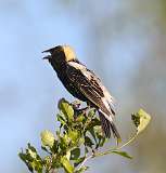 6: bobolink-7D2_1869