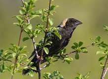 7: bobolink-7D2_1935