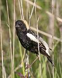 10: bobolink-7D2_1984