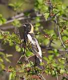 3: bobolink-backshot-7D2_1948