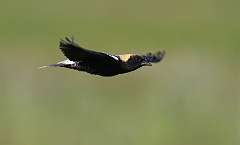 1: bobolink-flying-7D2_1486