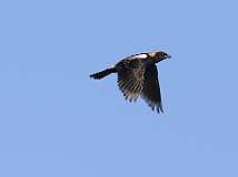 2: bobolink-flying-7D2_1611