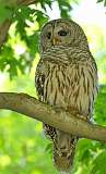 2: barred-owl-7D2_2268