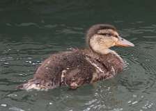 4: duckling-7D2_2549